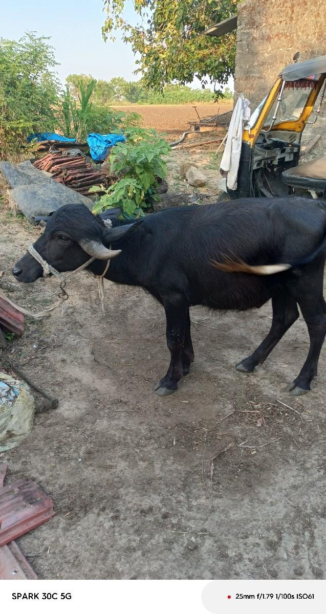 પાડો વેચવાનો છે