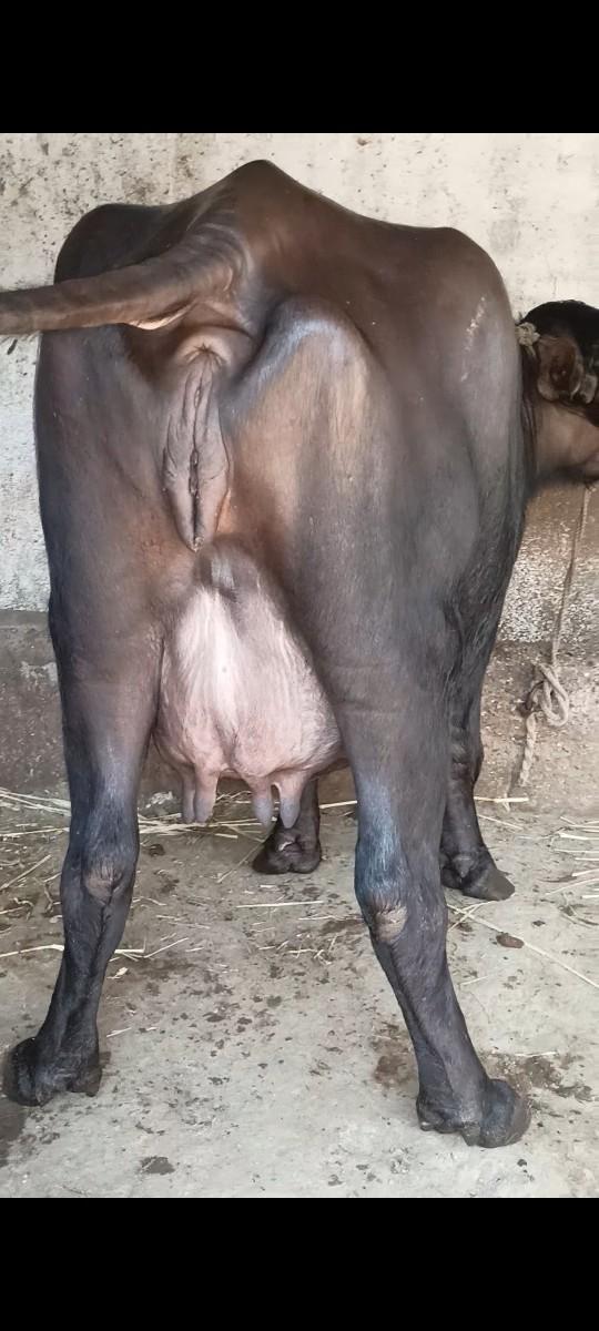 2 વેતર ભેંસ.