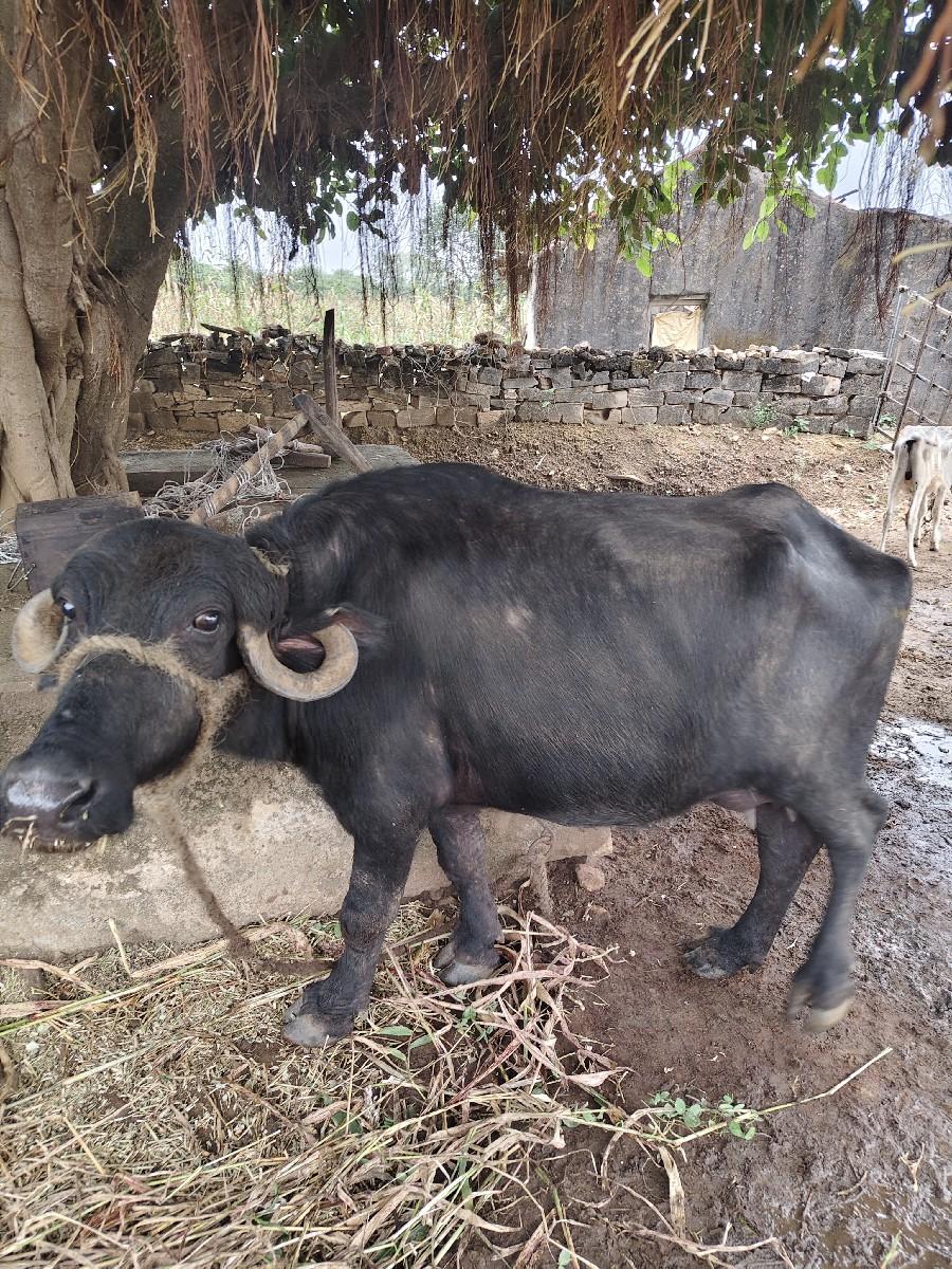 થંબનેલ 2