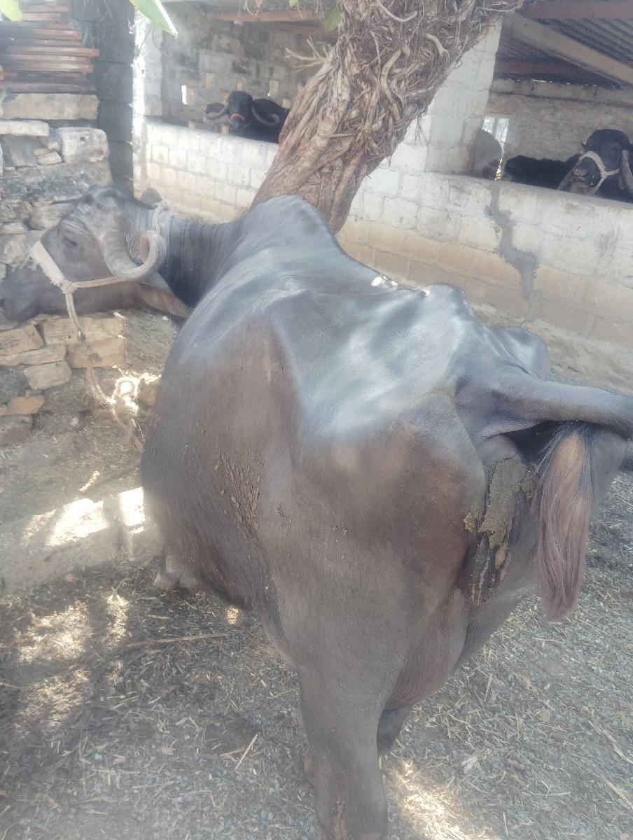 થંબનેલ 2