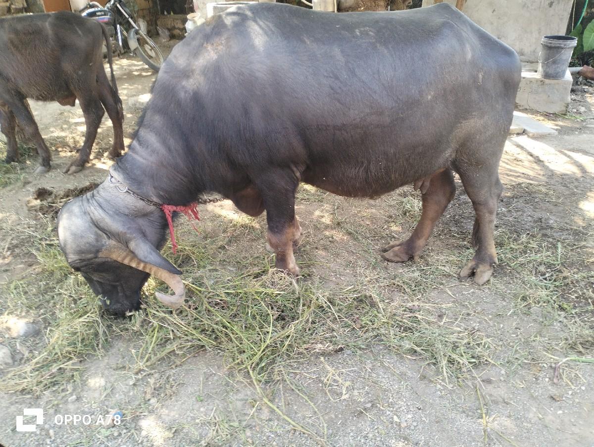 થંબનેલ 3