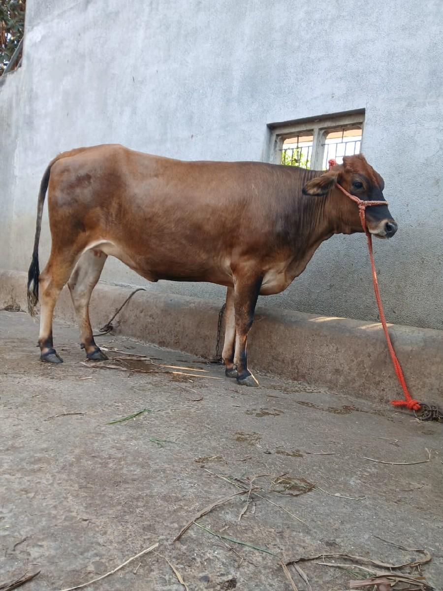 ગાય વેચવાની છે