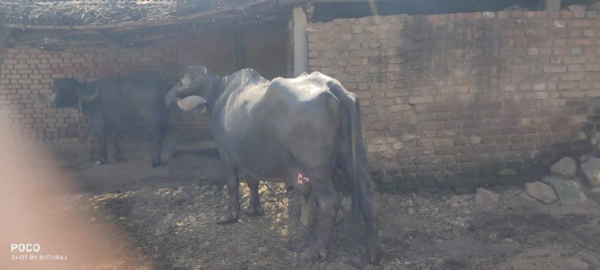 થંબનેલ 2