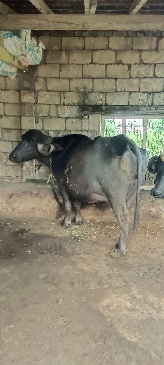 થંબનેલ 3