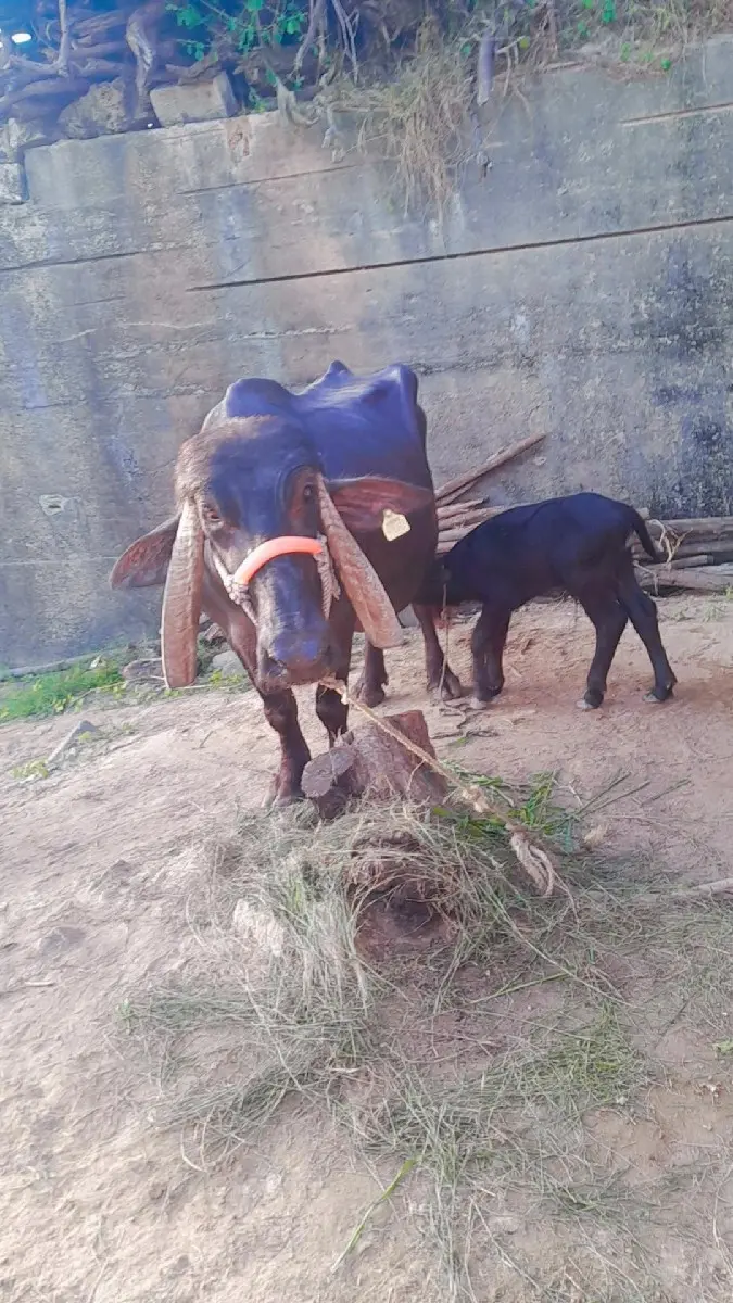 થંબનેલ 3