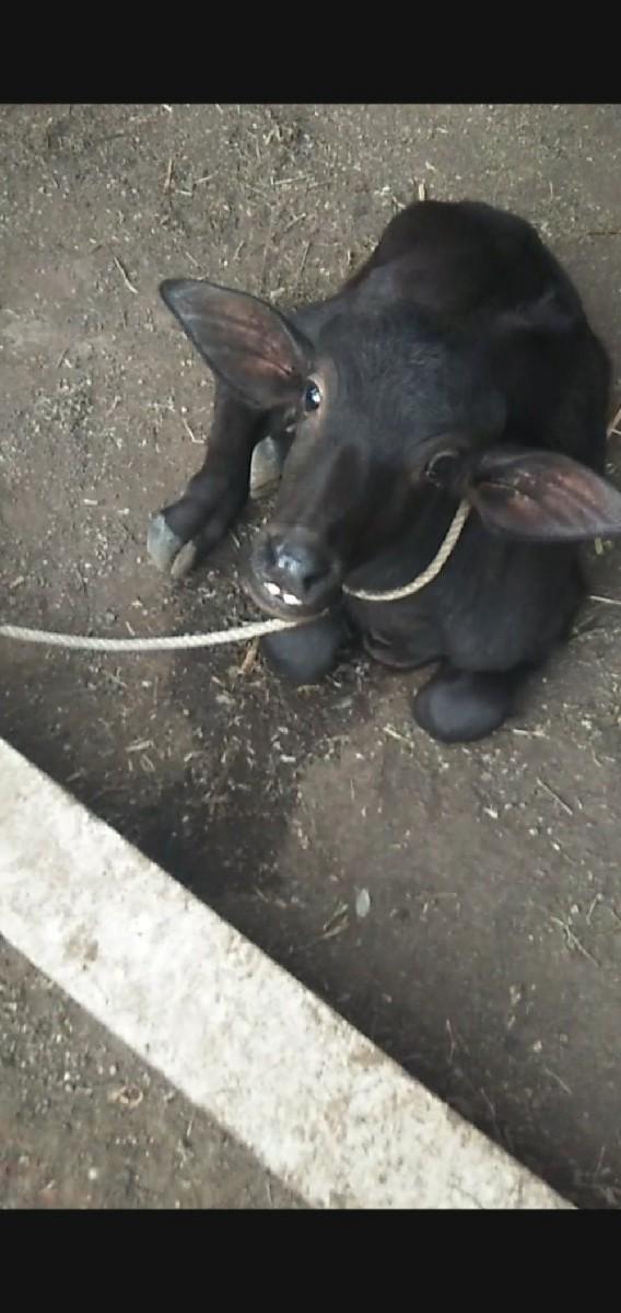 ભેંસ વેચવાની છે