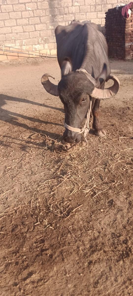 ભેંસ વેચવાની સે બે લિટર દૂધ સે