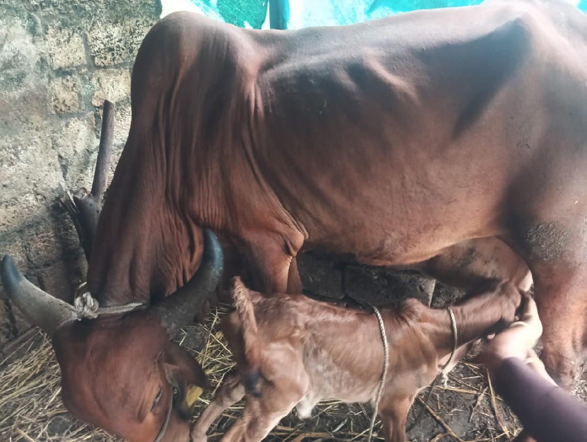 થંબનેલ 2