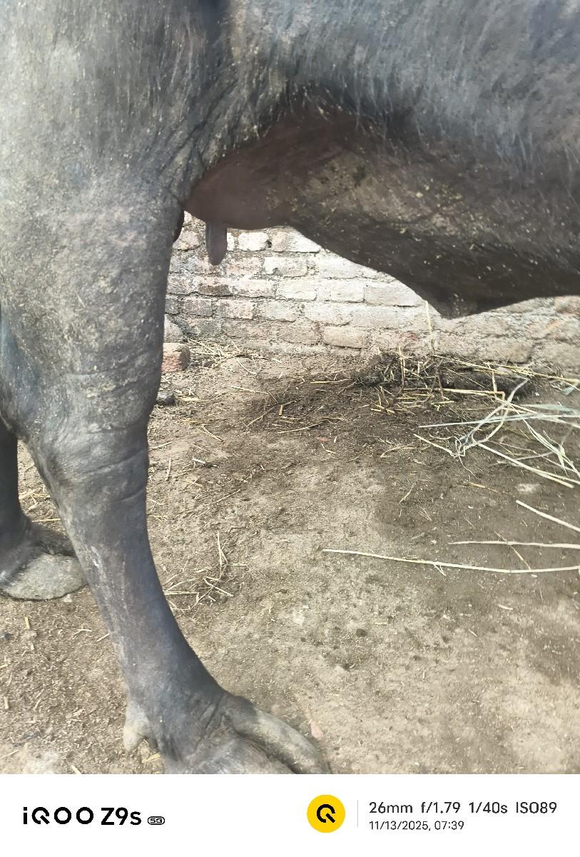 થંબનેલ 3