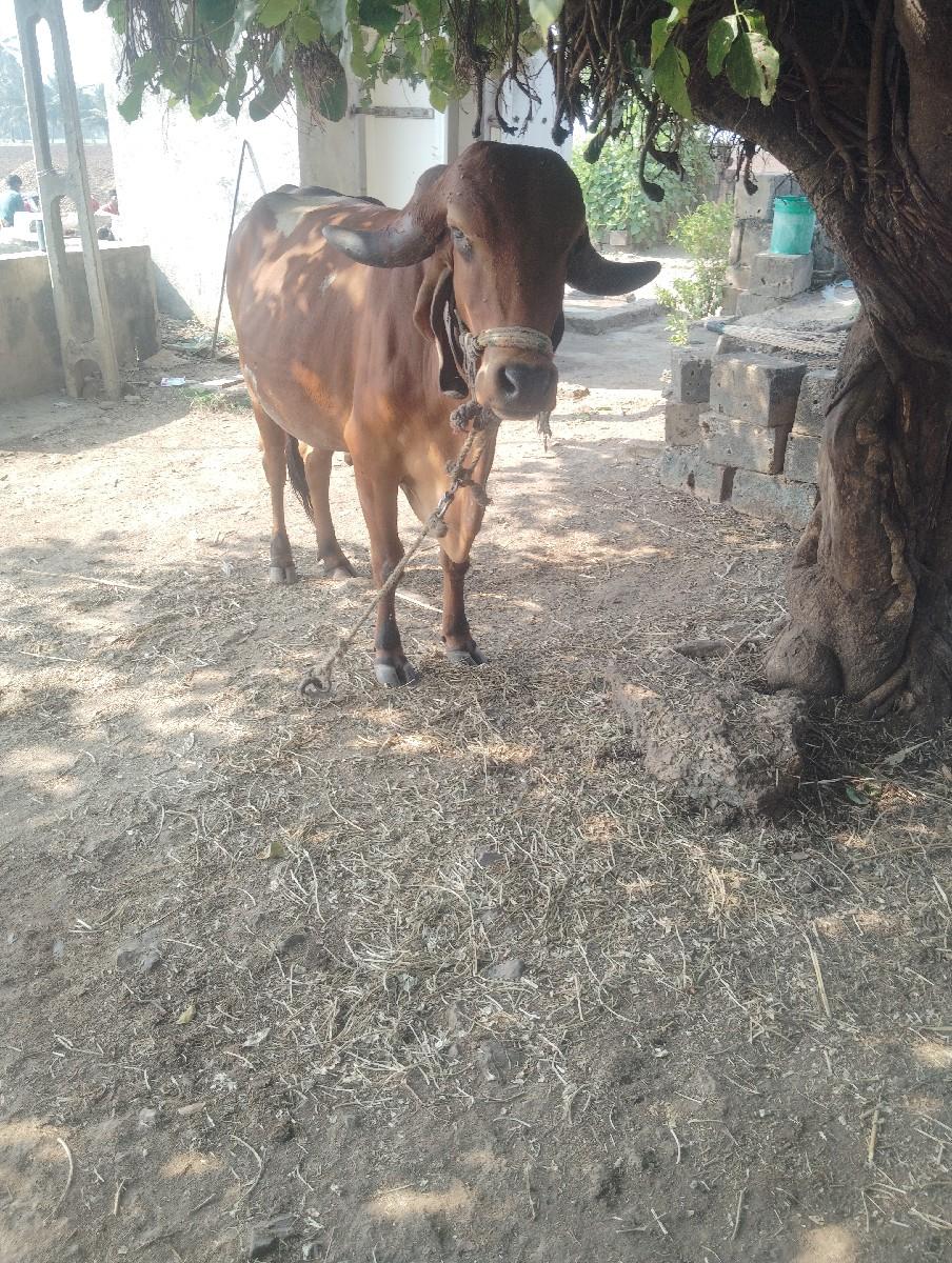 થંબનેલ 2