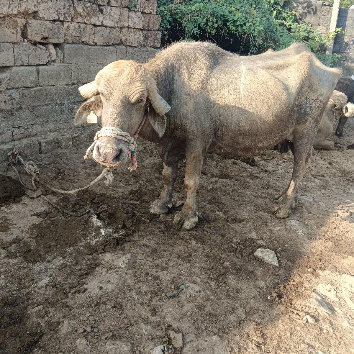 થંબનેલ 2