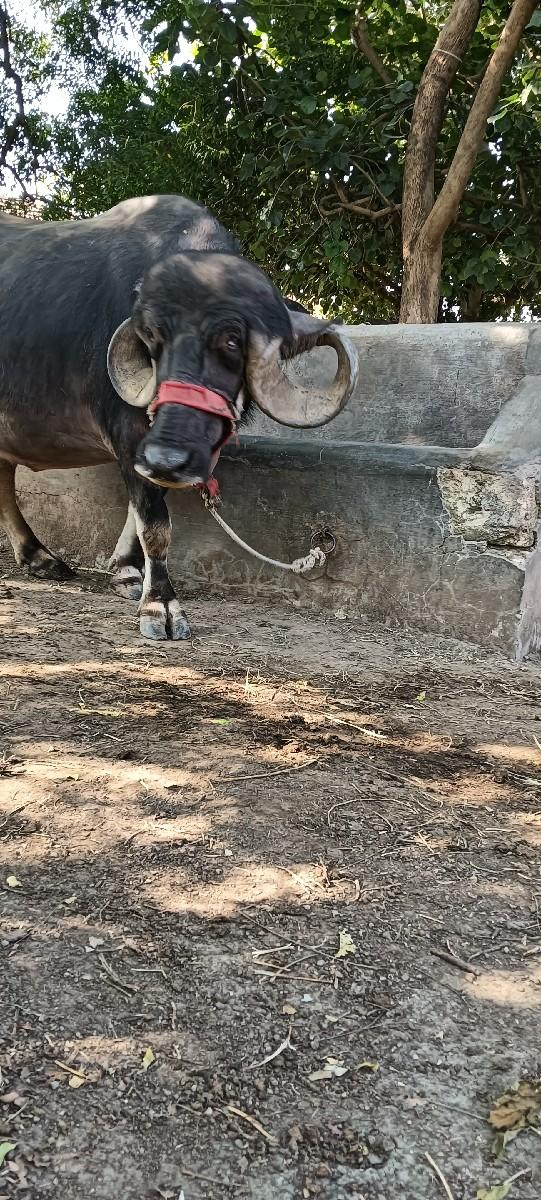 થંબનેલ 3