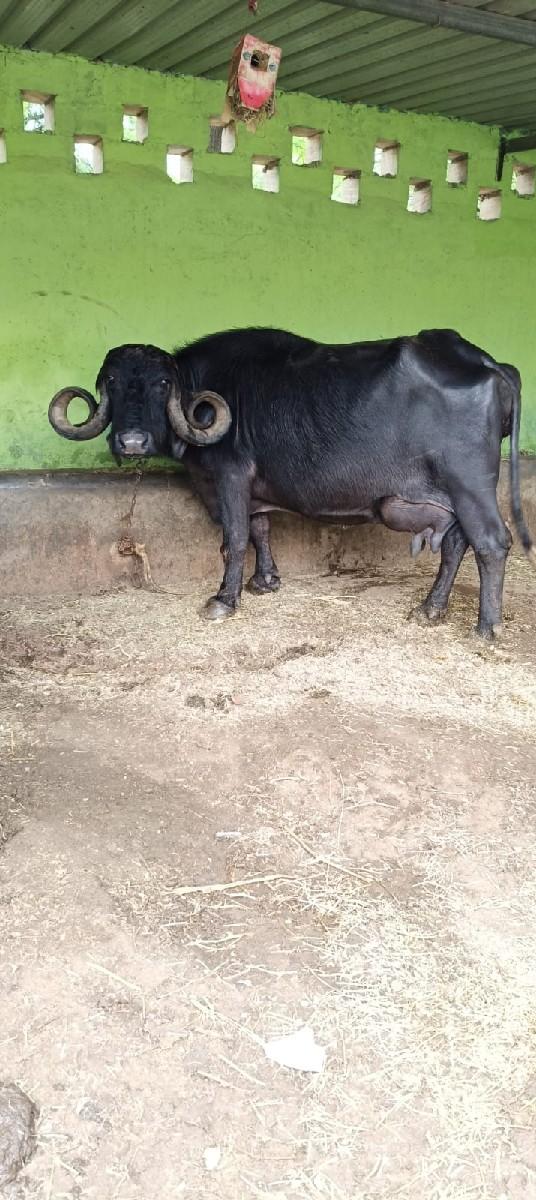 થંબનેલ 3