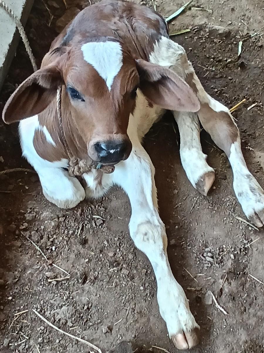 થંબનેલ 3