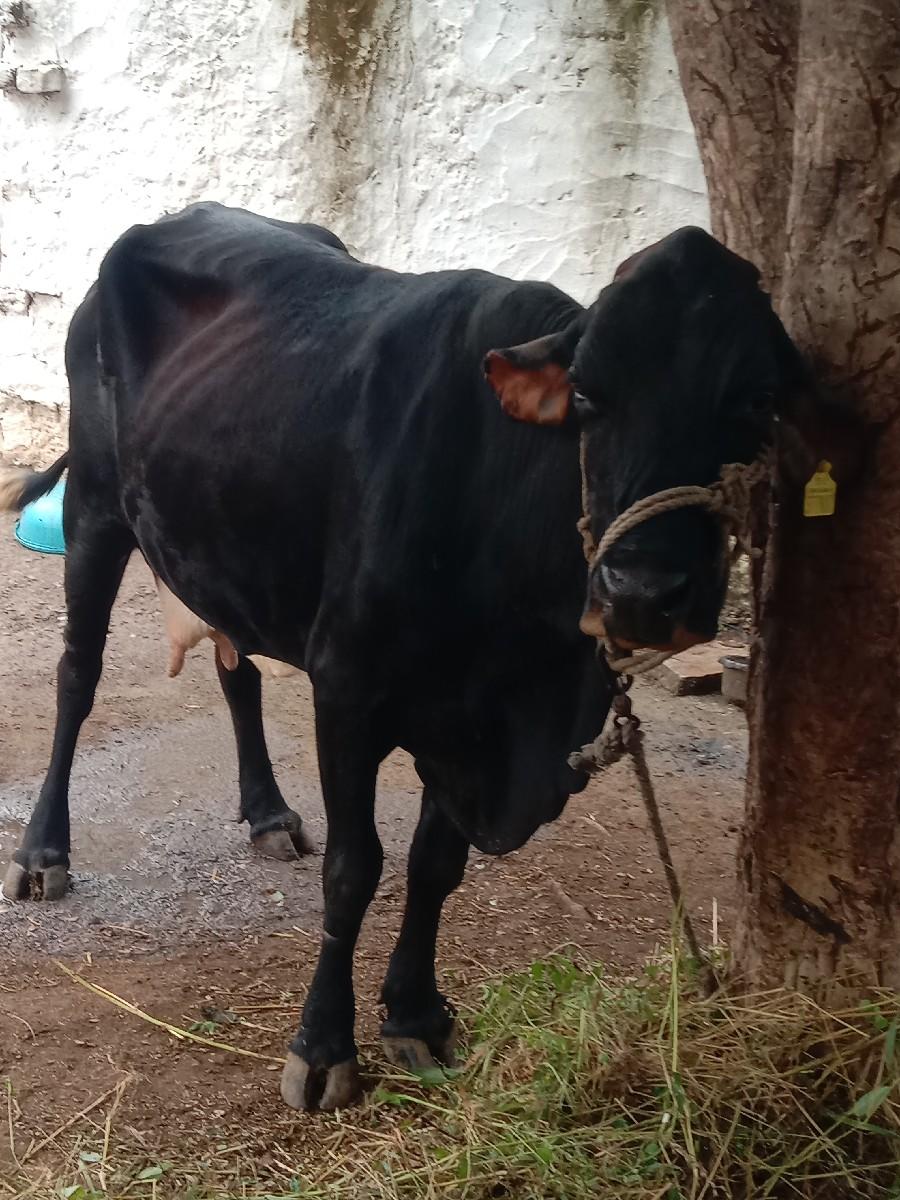 થંબનેલ 3