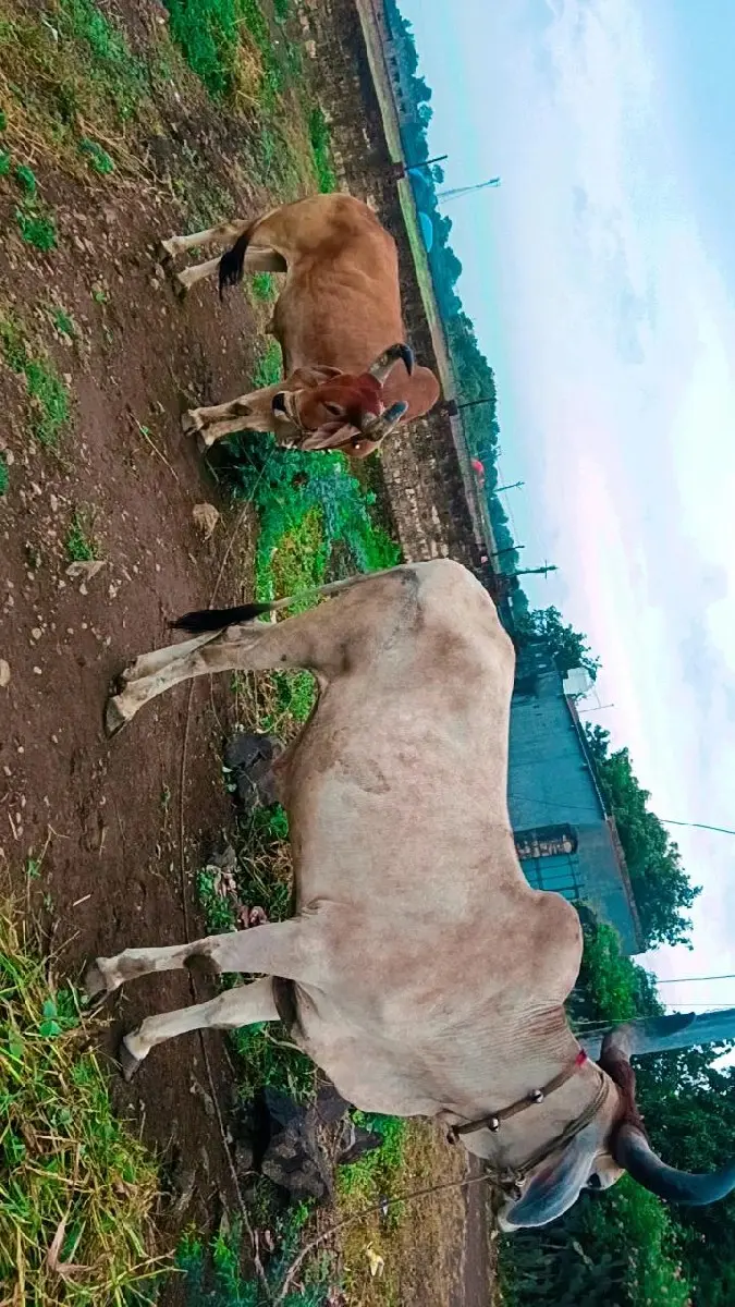 થંબનેલ 2