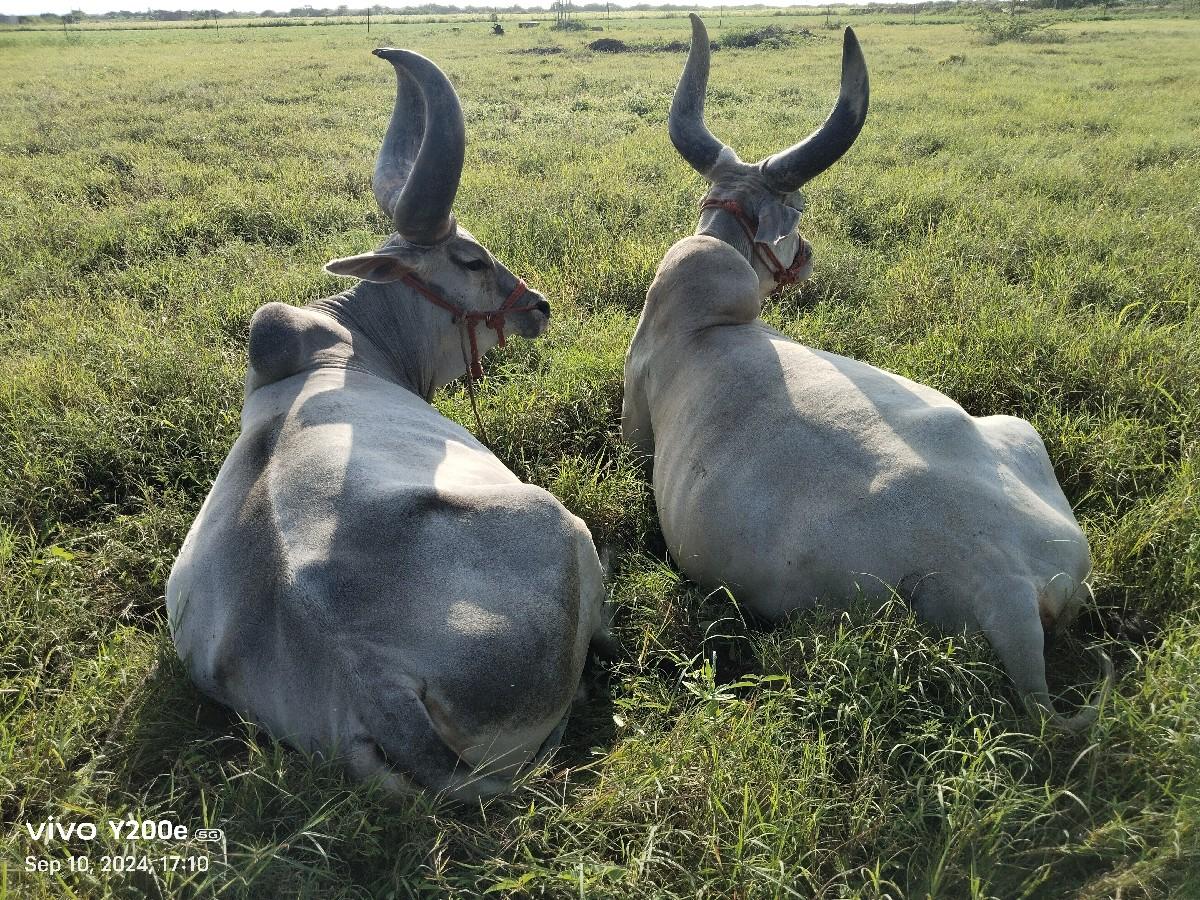 થંબનેલ 2