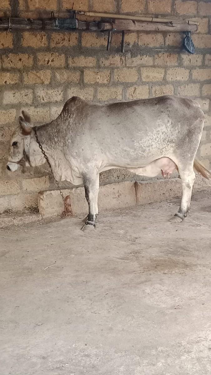 ગાય વેચવાની છે
