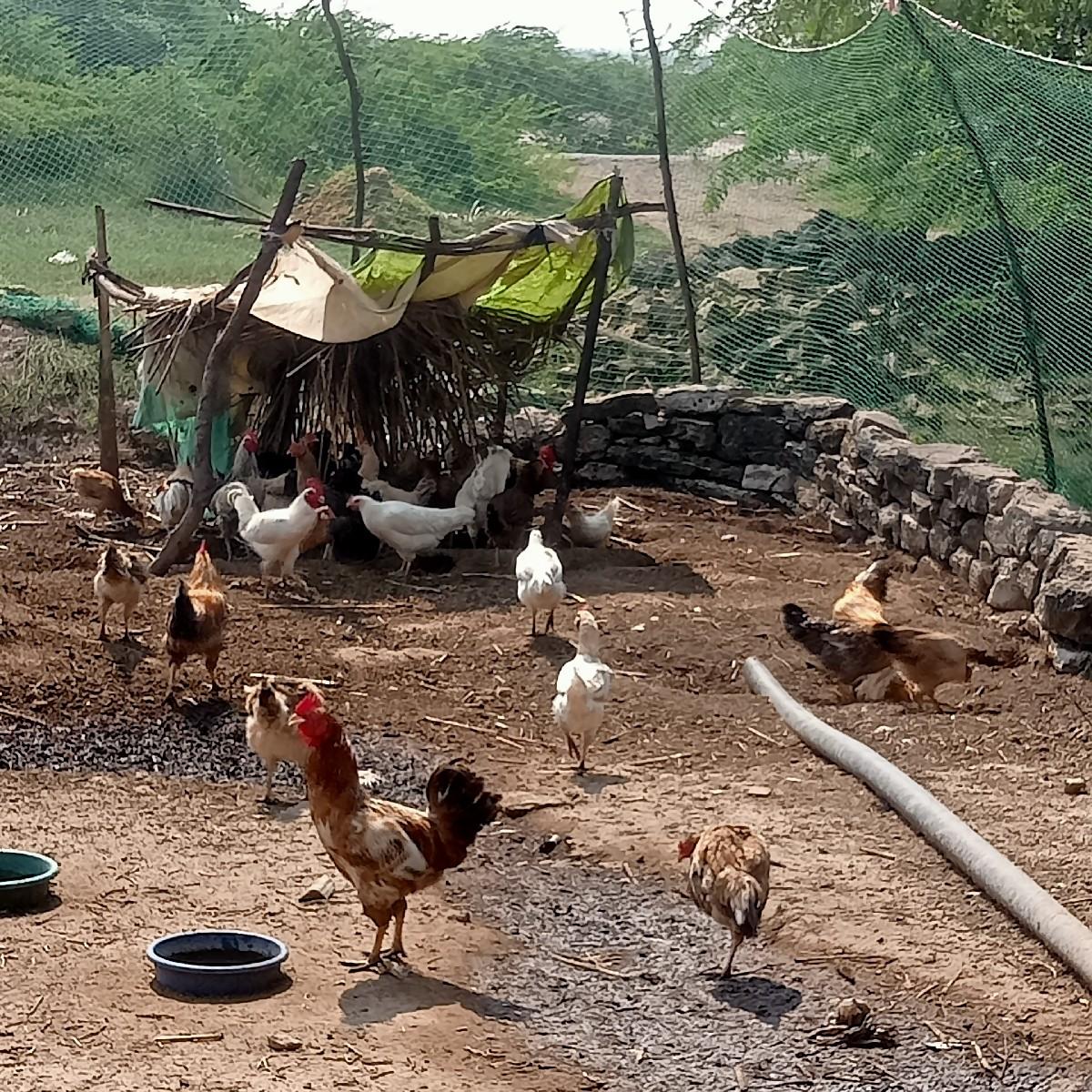 દેસી કૂકડા વેસવાના છે