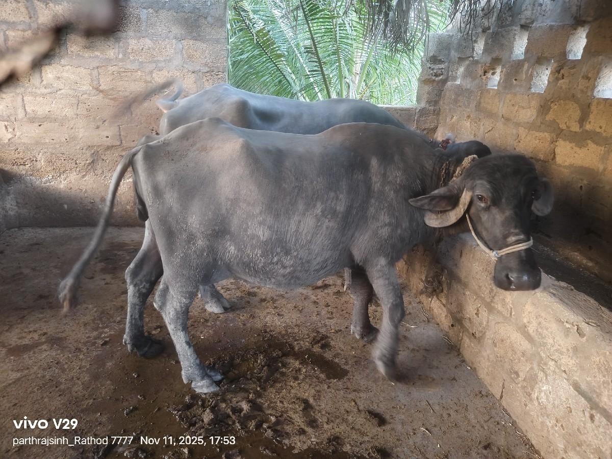 થંબનેલ 3