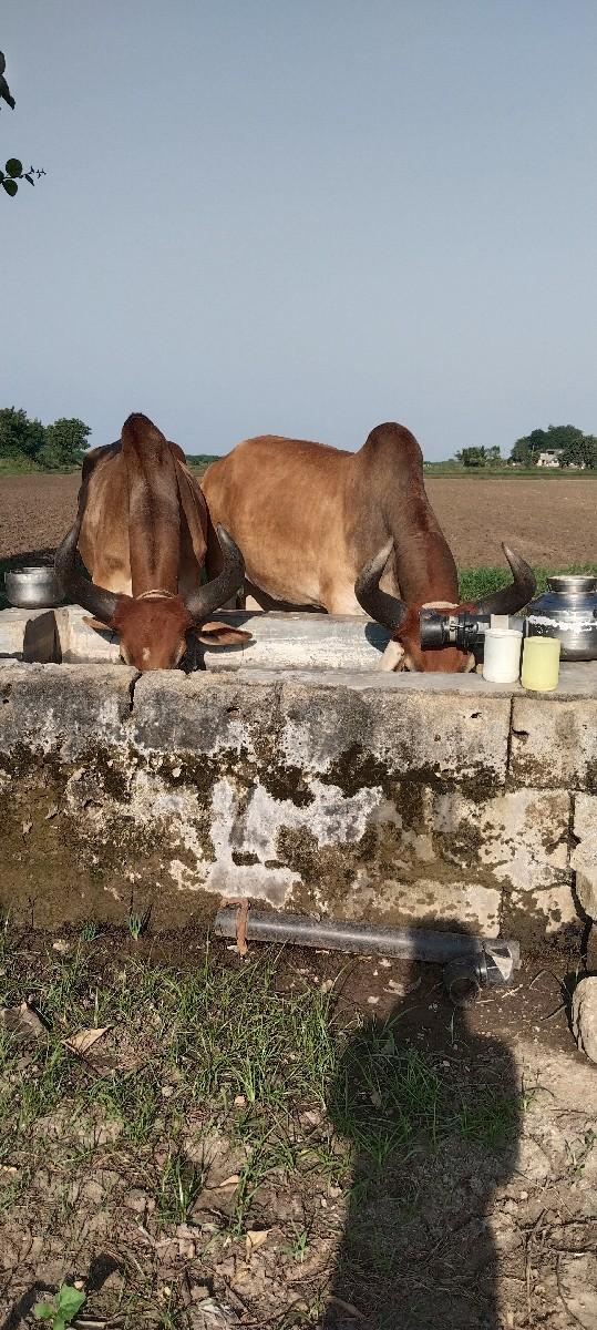 થંબનેલ 3