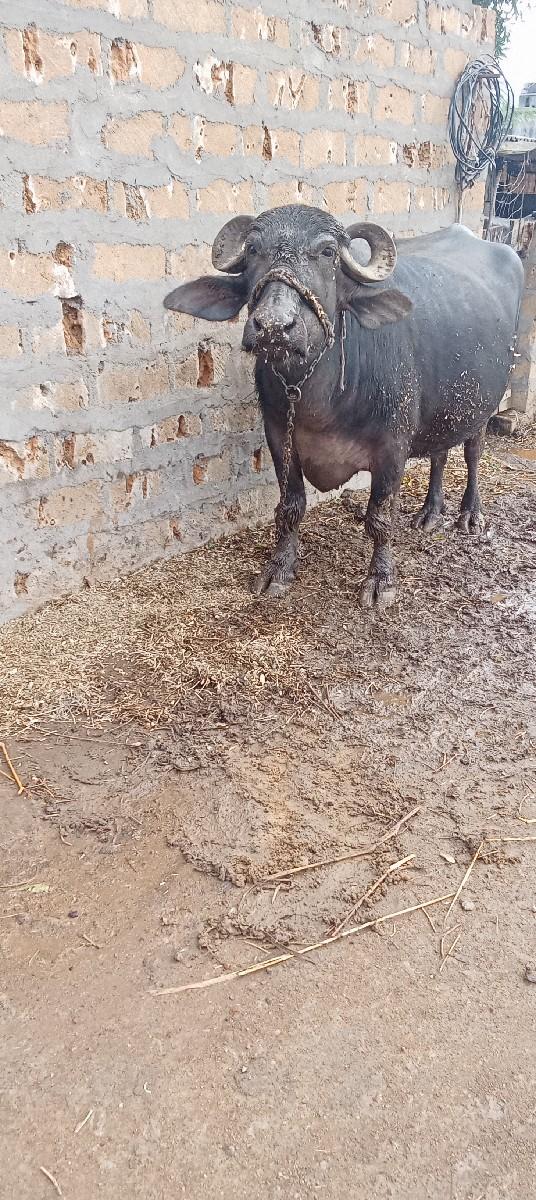 થંબનેલ 3