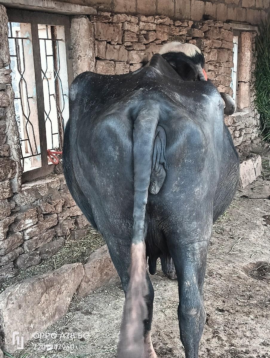 થંબનેલ 2