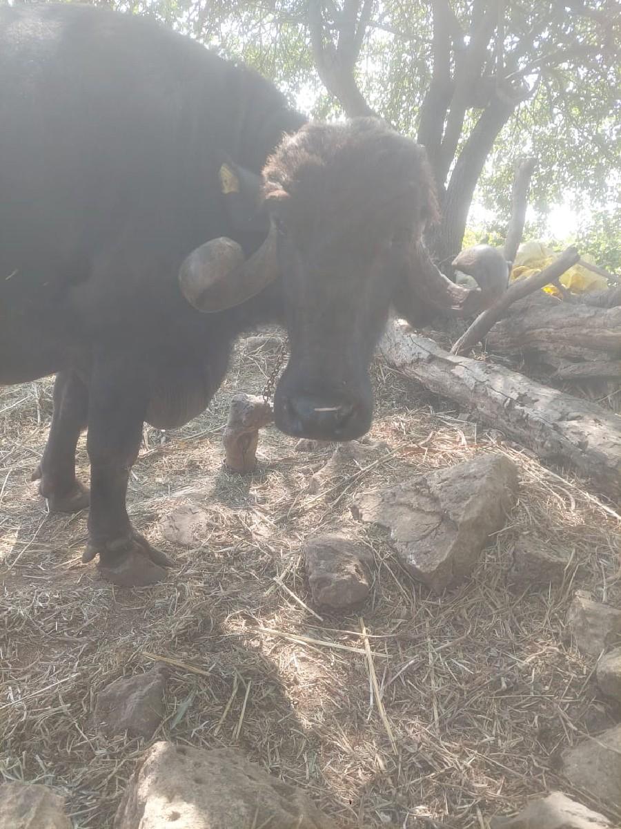 થંબનેલ 3