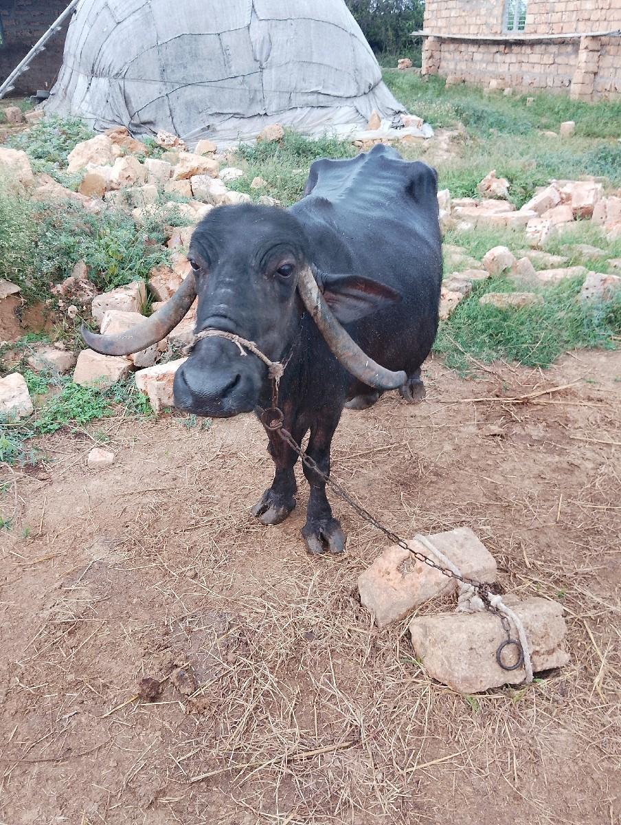 થંબનેલ 3