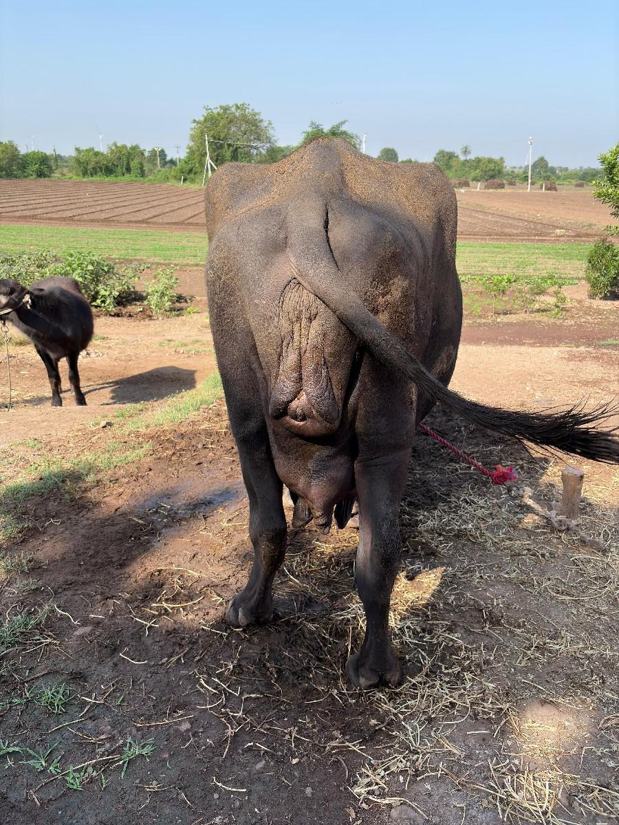 થંબનેલ 2