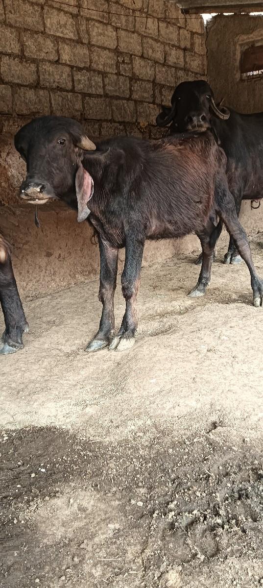 થંબનેલ 2