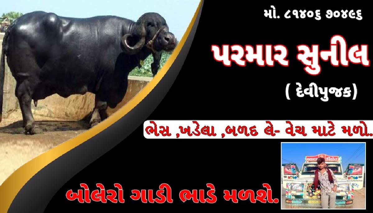 પારેડ ભેંસ કેખડેલા હોય તો મેસેજ કરો