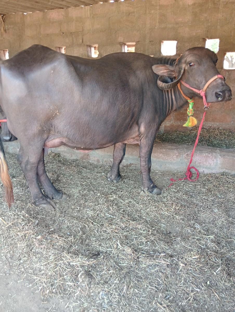 સાટાપણકરવાનાછે