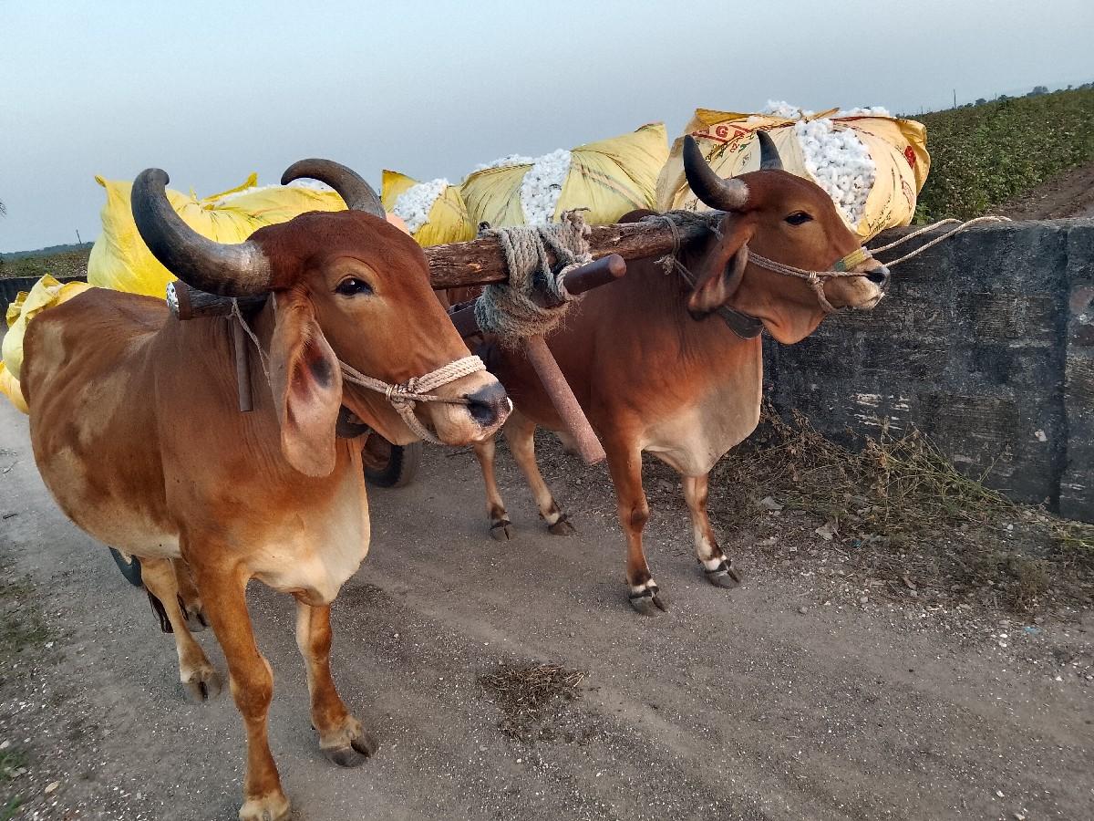 ગોધલા વેચવાના છે