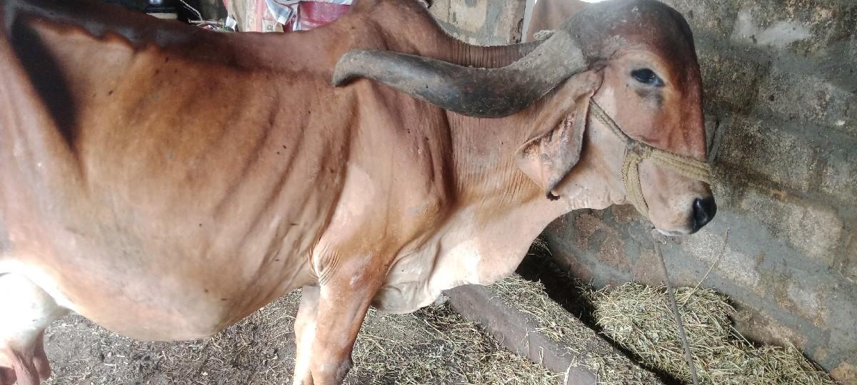 થંબનેલ 3