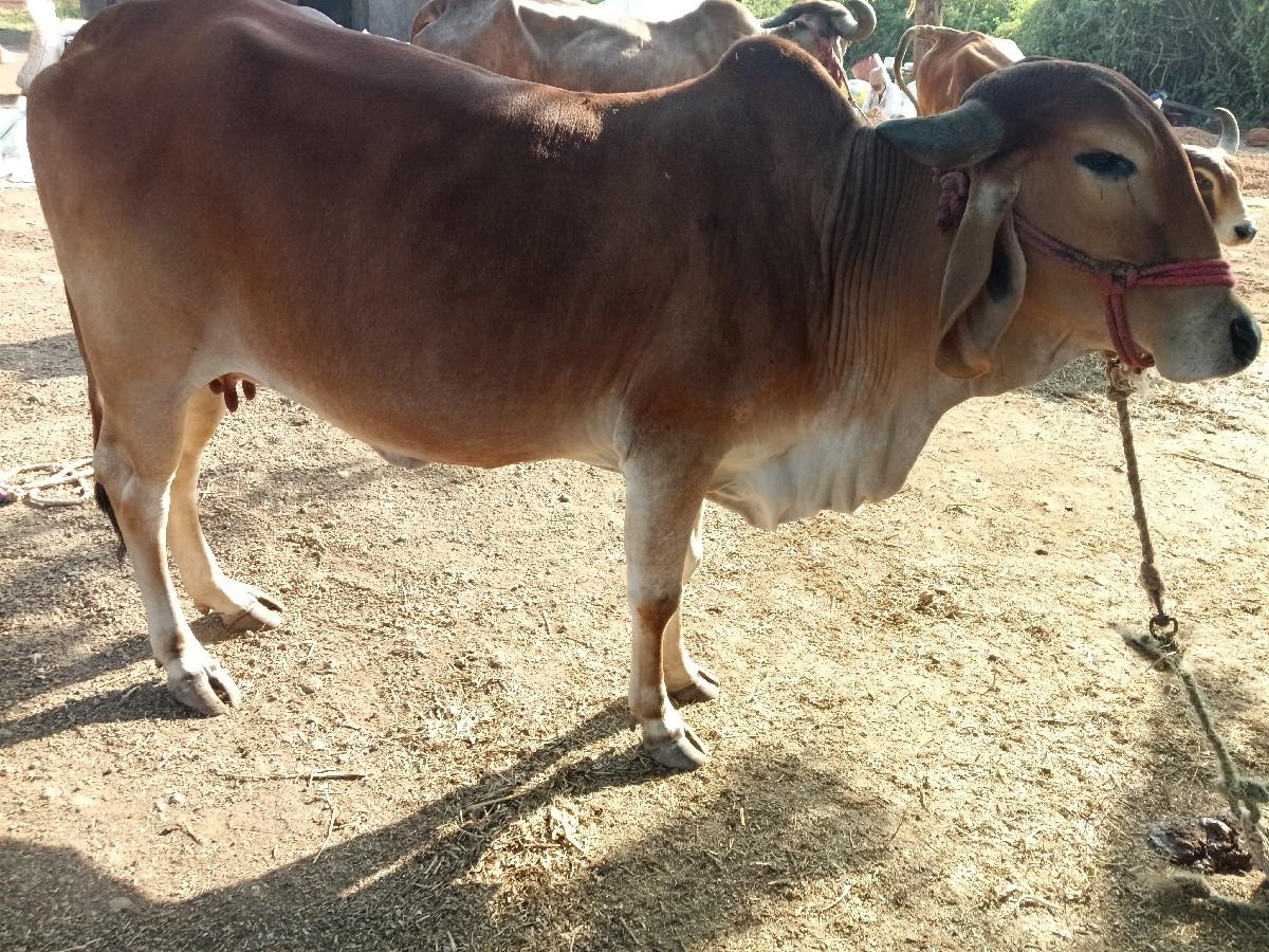 થંબનેલ 3