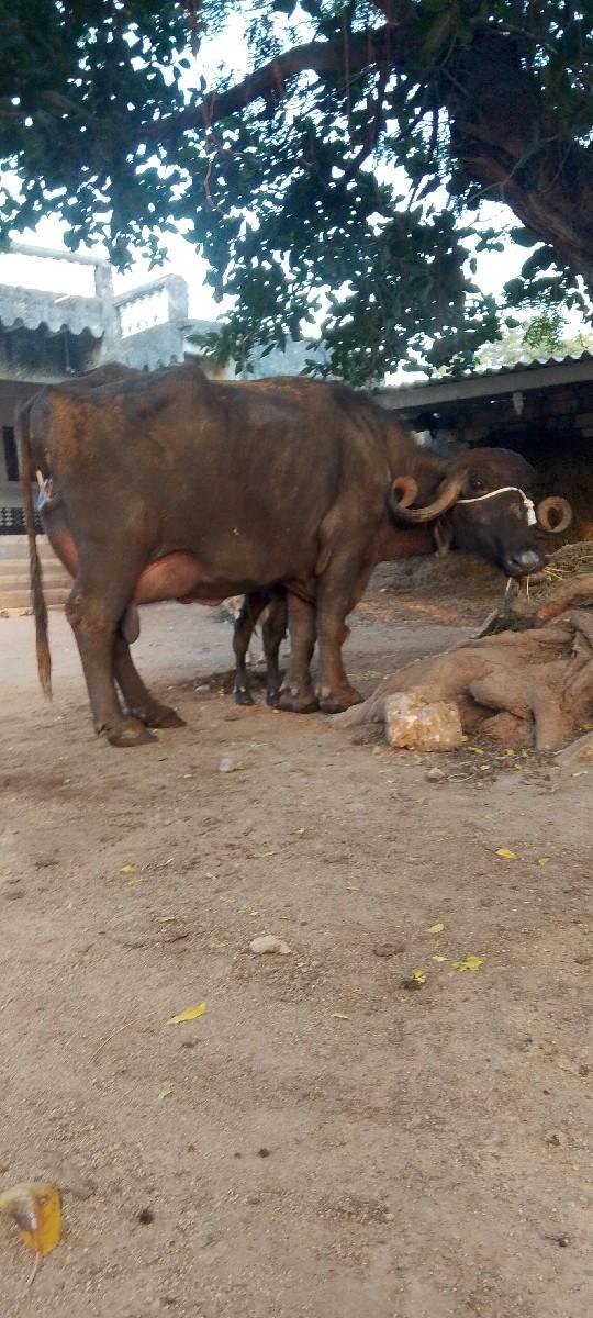 થંબનેલ 2