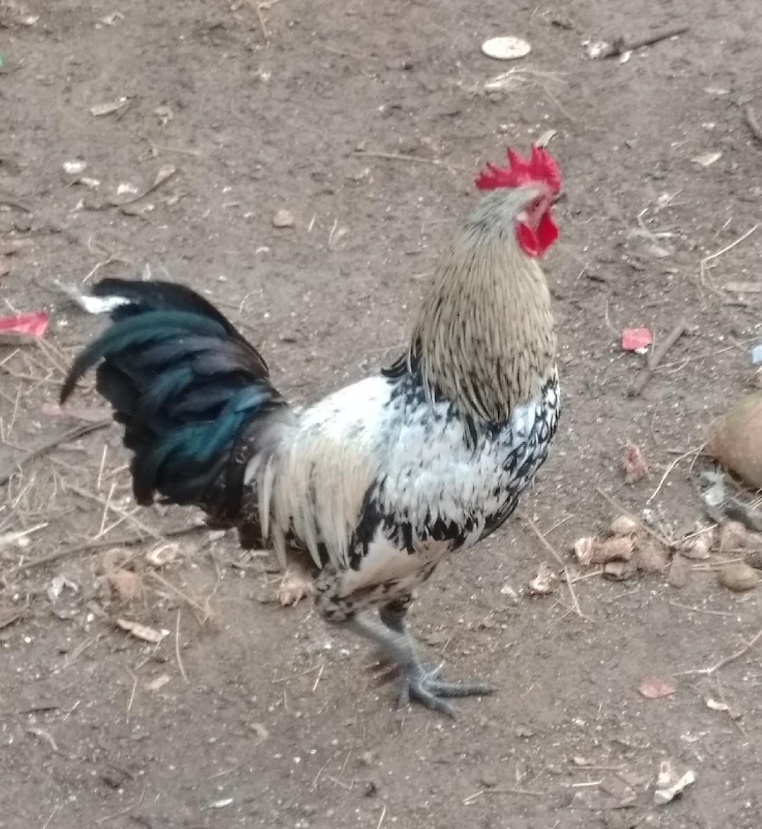 થંબનેલ 2