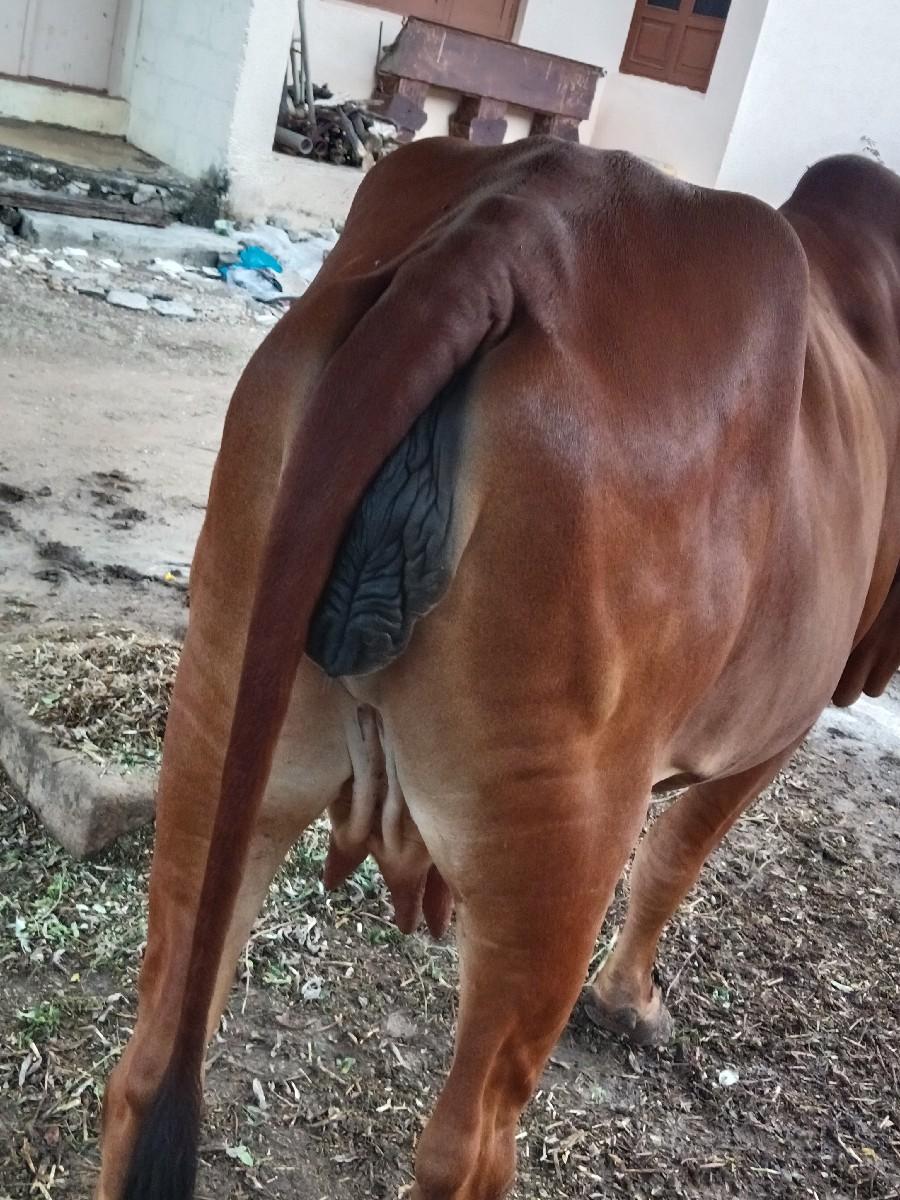 થંબનેલ 3