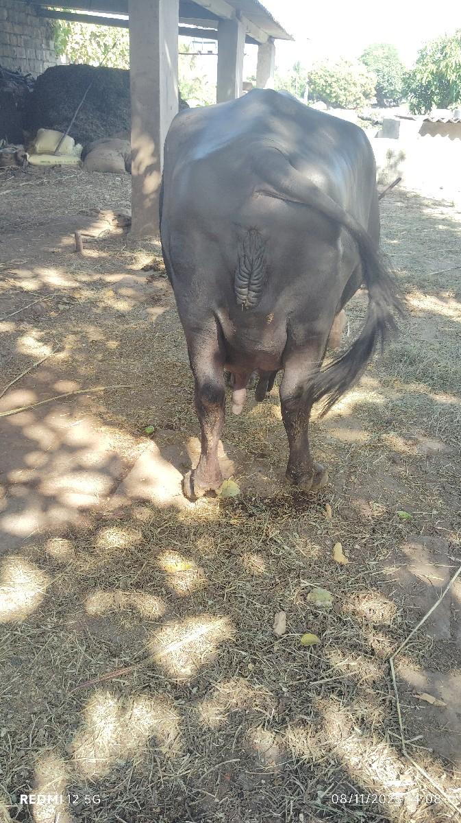 થંબનેલ 2