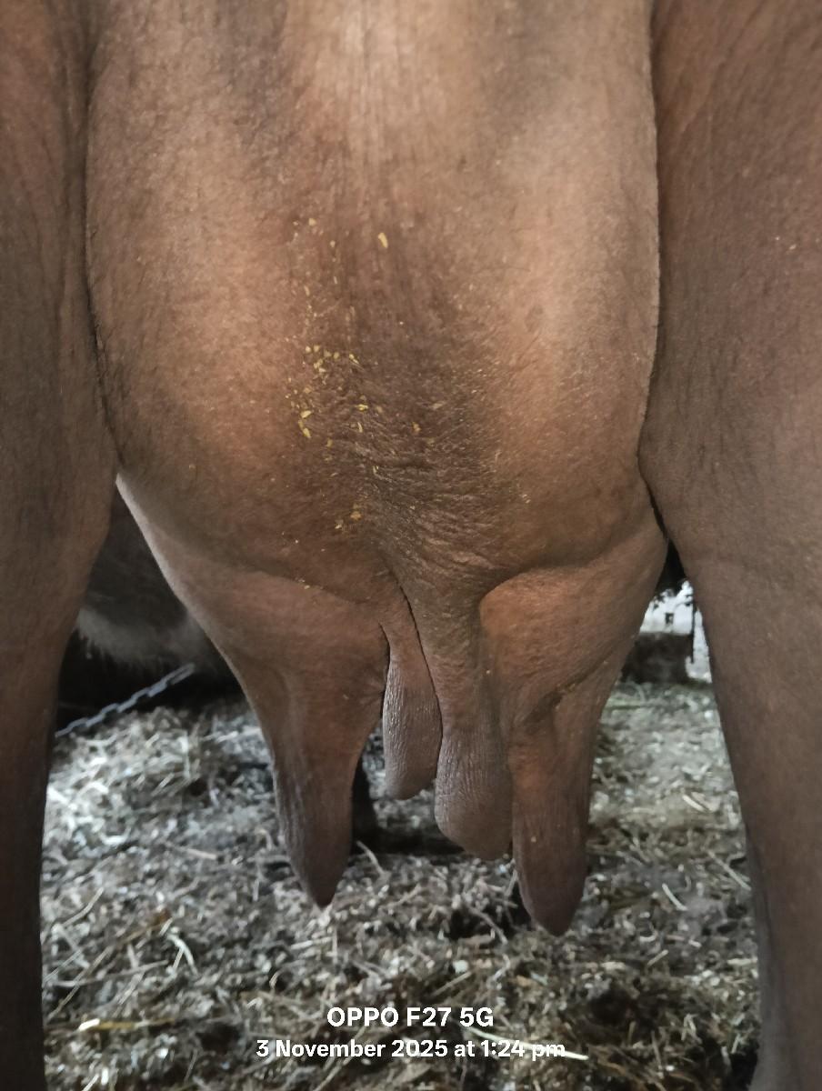 બીજું વેતર છે