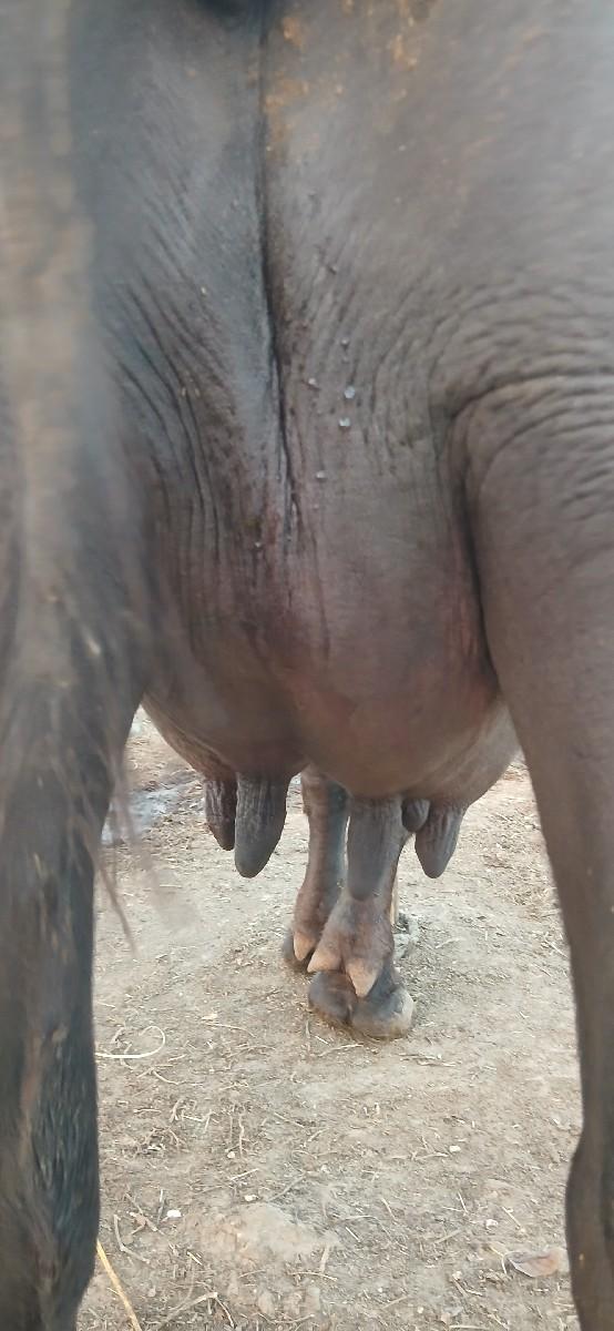 થંબનેલ 3