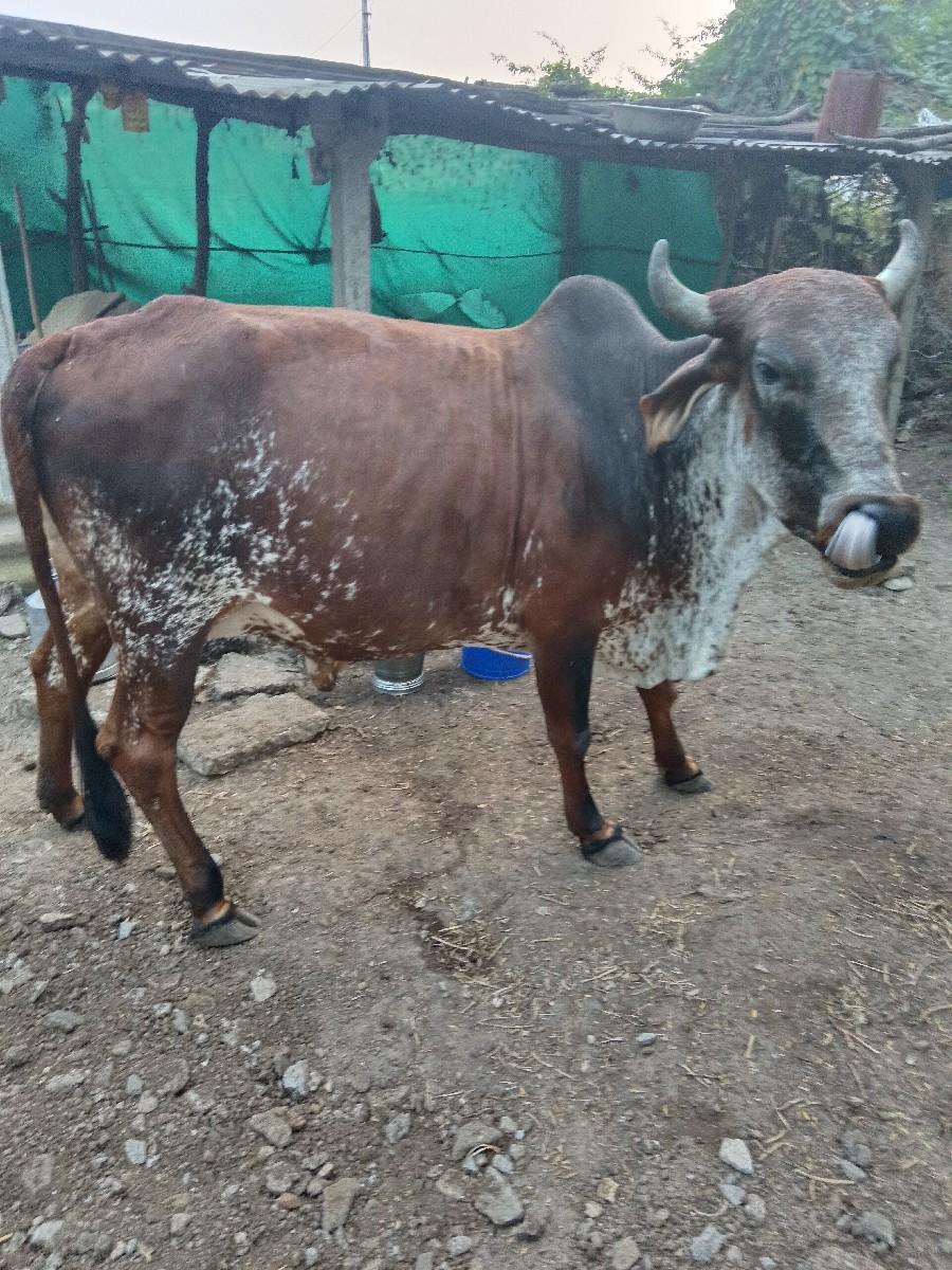 થંબનેલ 2