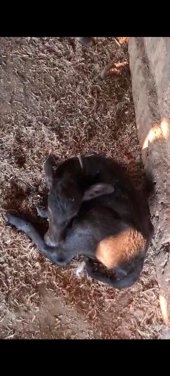 ભેંસ વેચવાની છે