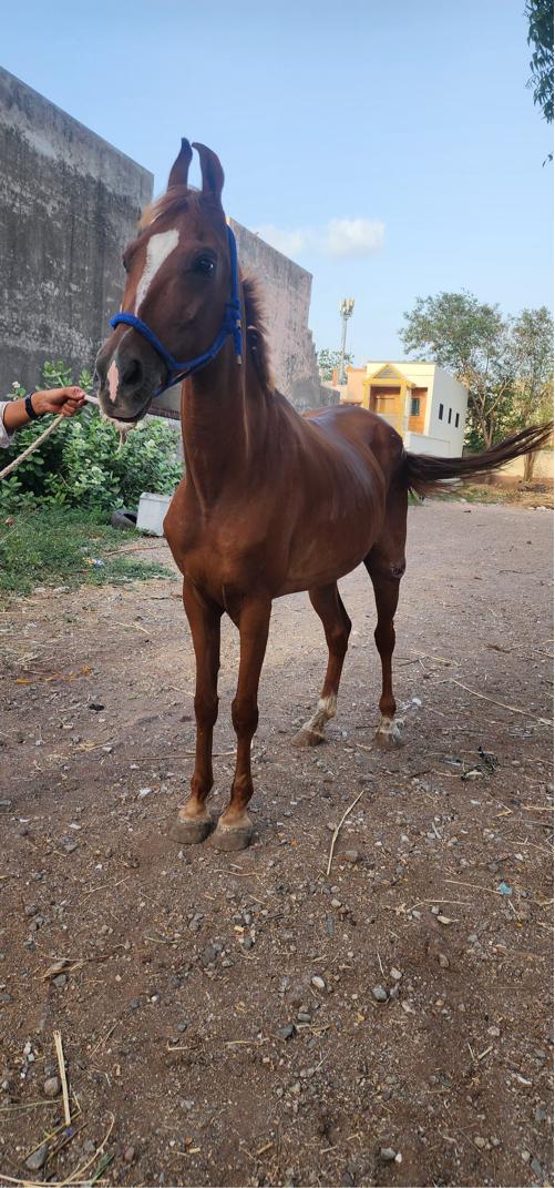 થંબનેલ 2