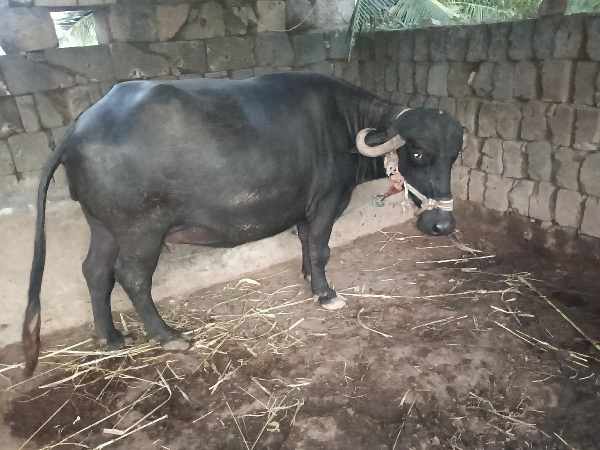 થંબનેલ 2