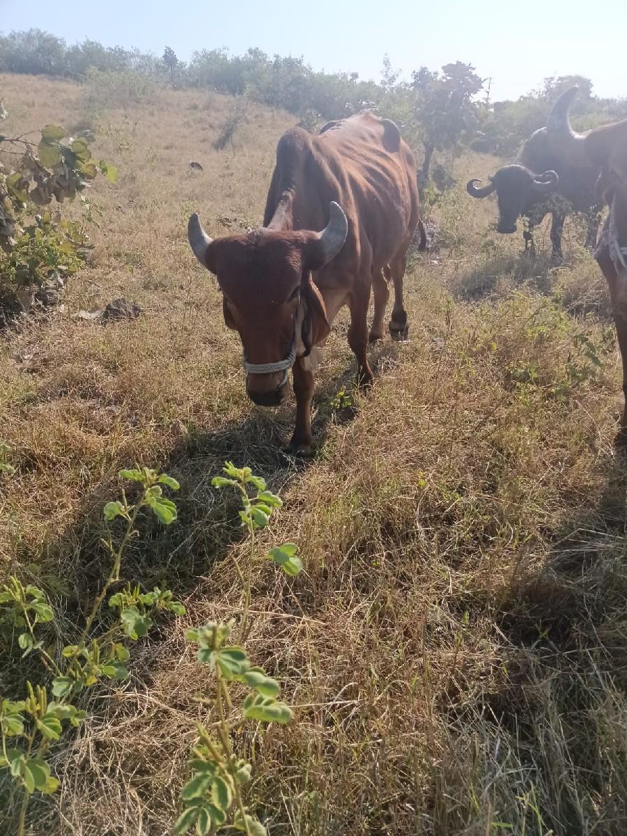 થંબનેલ 3