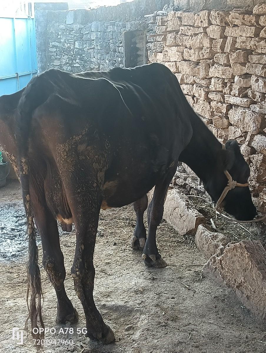 થંબનેલ 4