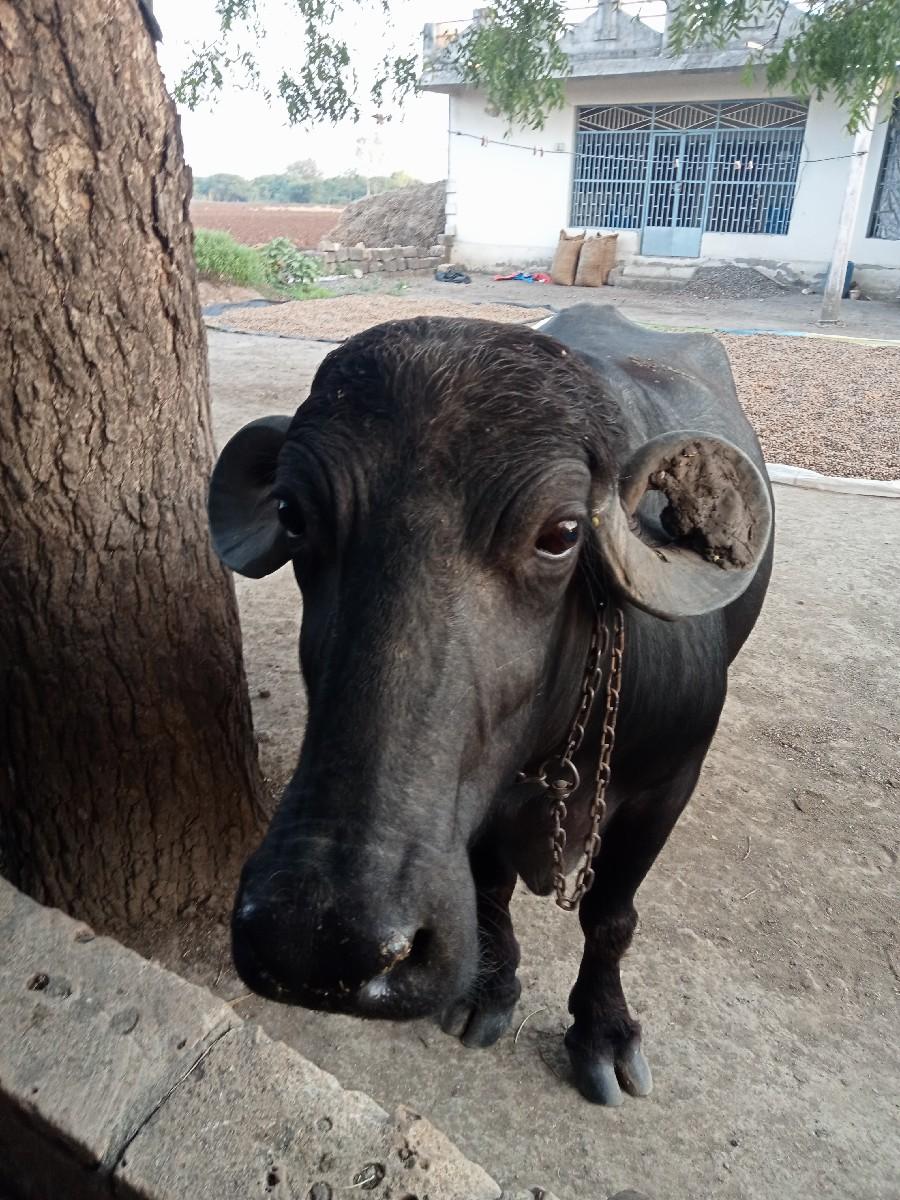 ભેંસ વેચવાની છે