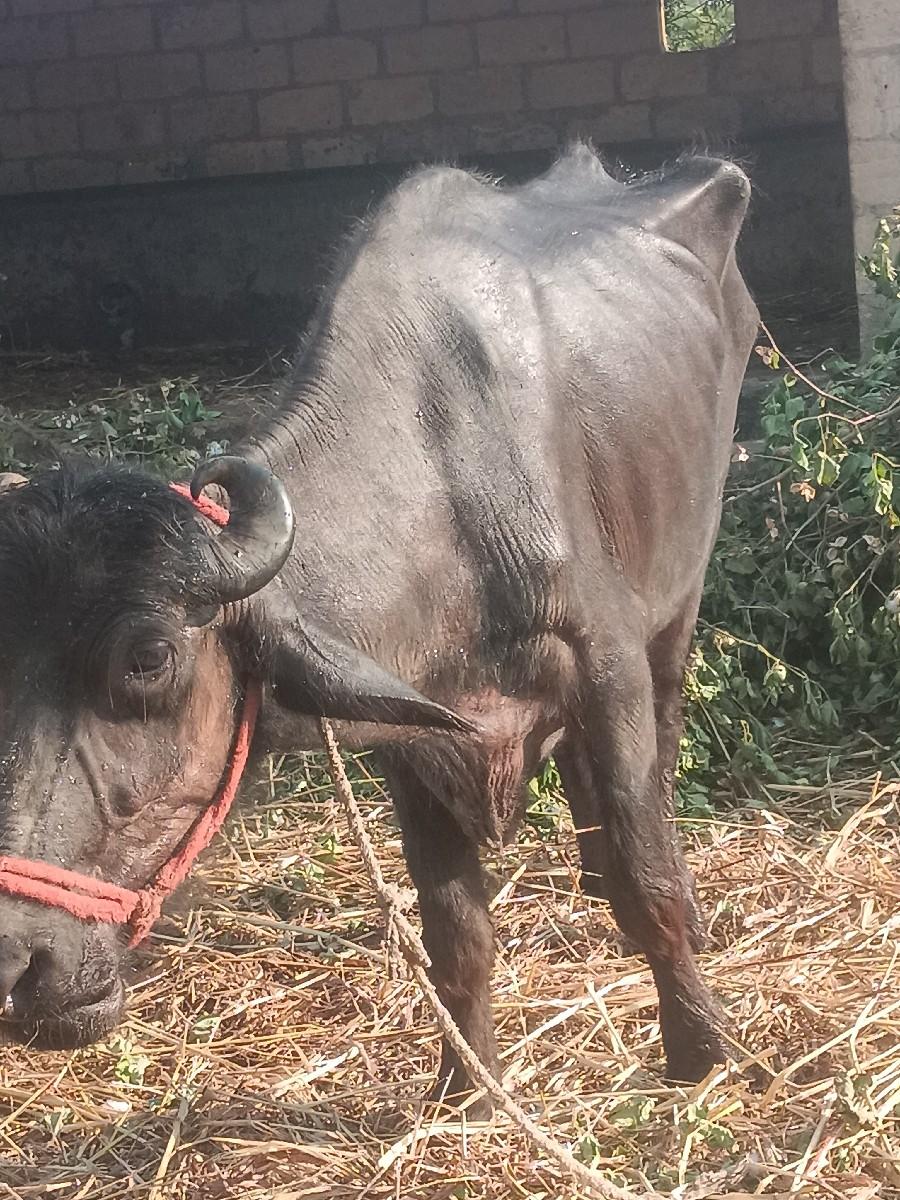 થંબનેલ 2